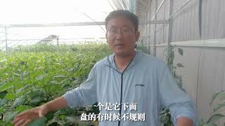 黄瓜无土栽培落蔓的方法，也适用于土壤栽培，产量更高