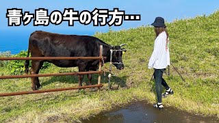 青ヶ島の牛とは？【なんのため？】【島の産業】