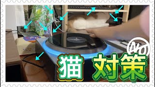 棚の上を攻略されたので猫対策したいと思います【スコティッシュフォールド】