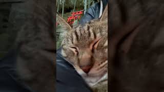 【伏見稲荷】暖かくて寝落ちしそうな猫ベル　A cat that is warm and likely to fall asleep