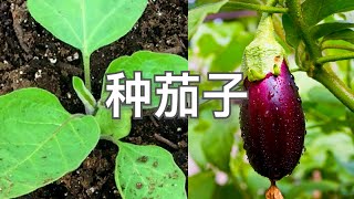 种茄子要点总结!! How to Grow Eggplant