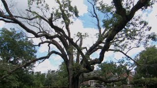 N.J. town mourns loss of 600-year-old tree