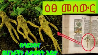 ዕፀ መሠውር( ዕፀ ለባዊት)በኢትዮጲያ /amazing plant in ethiopia /muller tube