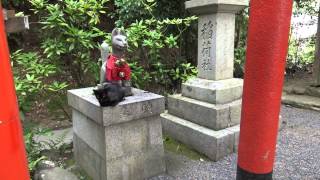 【大神神社】成願稲荷神社【神社TV】狛犬ならぬ　猫が狛犬化してます。