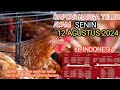 HARGA TELUR AYAM RAS HARI INI, SENIN 12 AGUSTUS 2024