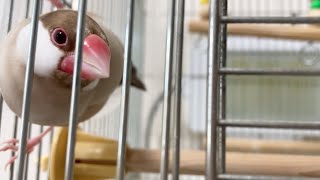 テンションMAXでケージ内を駆け回る文鳥こむぎ　癒し動物　面白い動物　Java sparrow