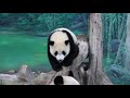 20210418 彪爸小門給食物 圓寶吃飽電力足 giant panda yuan yuan u0026 yuan bao