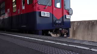 【水島臨海鉄道・夜景列車ＭＲＴ３０３】ＭＲＴ３００形ワンマン倉敷市行到着～発車（水島臨海鉄道栄駅）【2021.5.31で運行終了】　※別角度から撮影