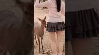 鹿ちゃん頭突きする🦌😀【Nara Park】