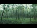 【relaxing music sleep】rianbamboo lined path at yunqi