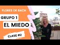 Flores de Bach para el miedo [GRUPO 1] - CURSO FLORES DE BACH #2