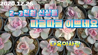 (다육이사랑1탄)2~3천원 아이들/알바뷰티.웨스트레인보우.모닝듀.아보카도그림.오팔리나/Merry Christmas 🎅 🎄 ♥