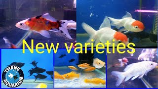 New fish varieties at thane aquarium fish shop