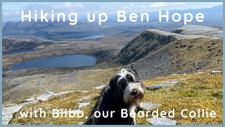 Hiking up Scotland’s Most Northerly Munro (Ben Hope) with our Bearded Collie