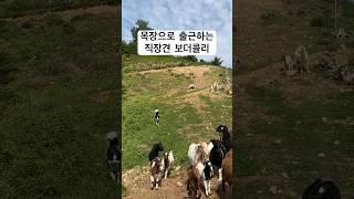 목장으로 출근하는 보더콜리 일상 #직장견브이로그 #강아지 #보더콜리 #반려견 #염소목장 #양치기 #견주의자격