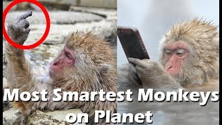 दुनिया का सबसे होशियार बांदर | Monkey which is smarter than human |