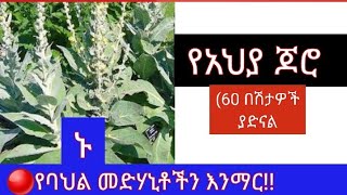 🔴 የአህያ ጆሮ..60 በሽታዎችን ያድናል! ኑ የባህል መድሃኒቶችን ተማሩ!@ethiotube3882