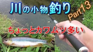 釣り。カワムツちょっと多い。ウキ釣り。川の小物釣り13。入れ食い、大漁。カワムツ、オイカワ、カネヒラ。　琵琶湖 淡水魚 Fishing