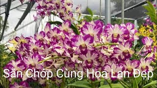 Ăn mừng thắng giải sale chớp giá mềm 0333491000