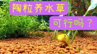 陶粒也可以养一缸茂密水草！