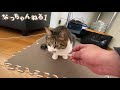 うちの猫に歯磨きガムをあげてみた