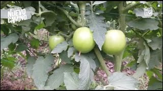 Trabajamos con agricultores del corregimiento de Tablones #CampoPaLante