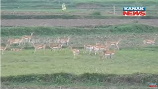 Damdar Khabar: Villagers Offer Protection For Deer In Ganjam