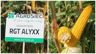 Kukurydza RTG Alyxx - Idealna na każde warunki | | Agro-Sieć - Najlepsze odmiany na Twoje pole!