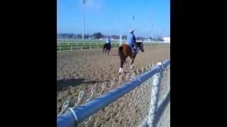 DTR Mucho Macho Man clip - 110218B.wmv