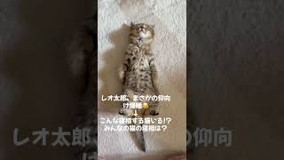 子猫がまさかの寝相…完全に人間ww😂#猫 #子猫 #爆睡 #寝相のクセ #可愛すぎる #癒し #レオ太郎 #猫好きさんと繋がりたい