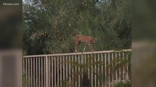 Bobcats spotted in south Phoenix neighborhoods