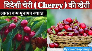 Cherry Farming। चेरी की खेती । cherry farming in india। profitable farming। #kheti #cherry