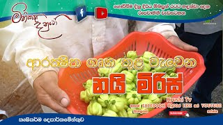 Mihikatha Dinuwo TV Program | ආරක්ෂිත ගෘහ තුළ වැවෙන නියිමිරිස් | 2022-11-18 | Krushi Tv