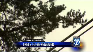 Judge rules for Pepco over homeowners on cutting down trees in Potomac