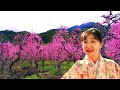 【福岡観光　春／満開の桜を見る】桜の名所！大野城市牛頸ダム（着物でぶらぶら 8　50，60代からの楽しみ方）