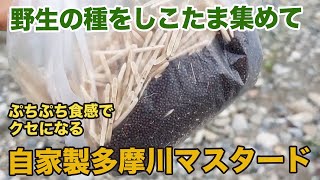 野生の種で簡単自作！うま辛多摩川マスタードがクセになる