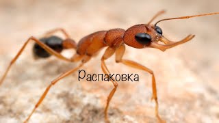 Harpegnathos saltator. Распаковка муравьёв из Индии. Муравьиная ферма