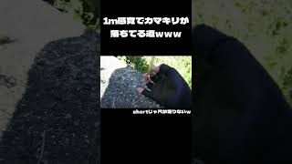 1ｍ感覚でカマキリが落ちてる道ｗｗｗ