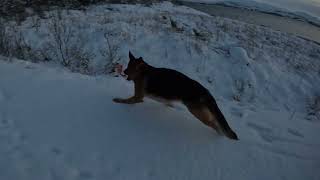 Eros på tur. 28.12.2023. german shepherd on walk