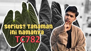 SELAMA INI KITA DI TIPU ?? | Anthurium Reveal