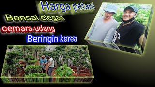 Harga bonsai elegan / beringin korea / cemara udang di lapak petani 23