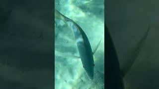 Snorkelling at Grace Bay beach in the Turks and Caicos