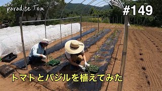 【土地開拓日記】#149 畑を作ろう45 トマトとバジルを植えてみた　山林から畑への道のり