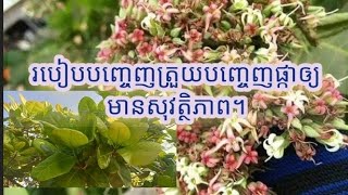 របៀបបញ្ចេញត្រួយនិងបញ្ចេញផ្កាឲ្យមានសុវត្ថិភាពចំពោះដំណាំចន្ទី !!!