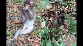 Emma-Carlos Not Broken Leg Only But Finger Also || Poor Baby Monkeys Man #266