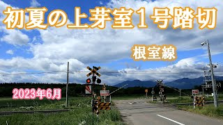 【踏切 根室線 芽室ー上芽室（信）】　初夏の上芽室１号踏切を走るキハ261系特急とかち４号