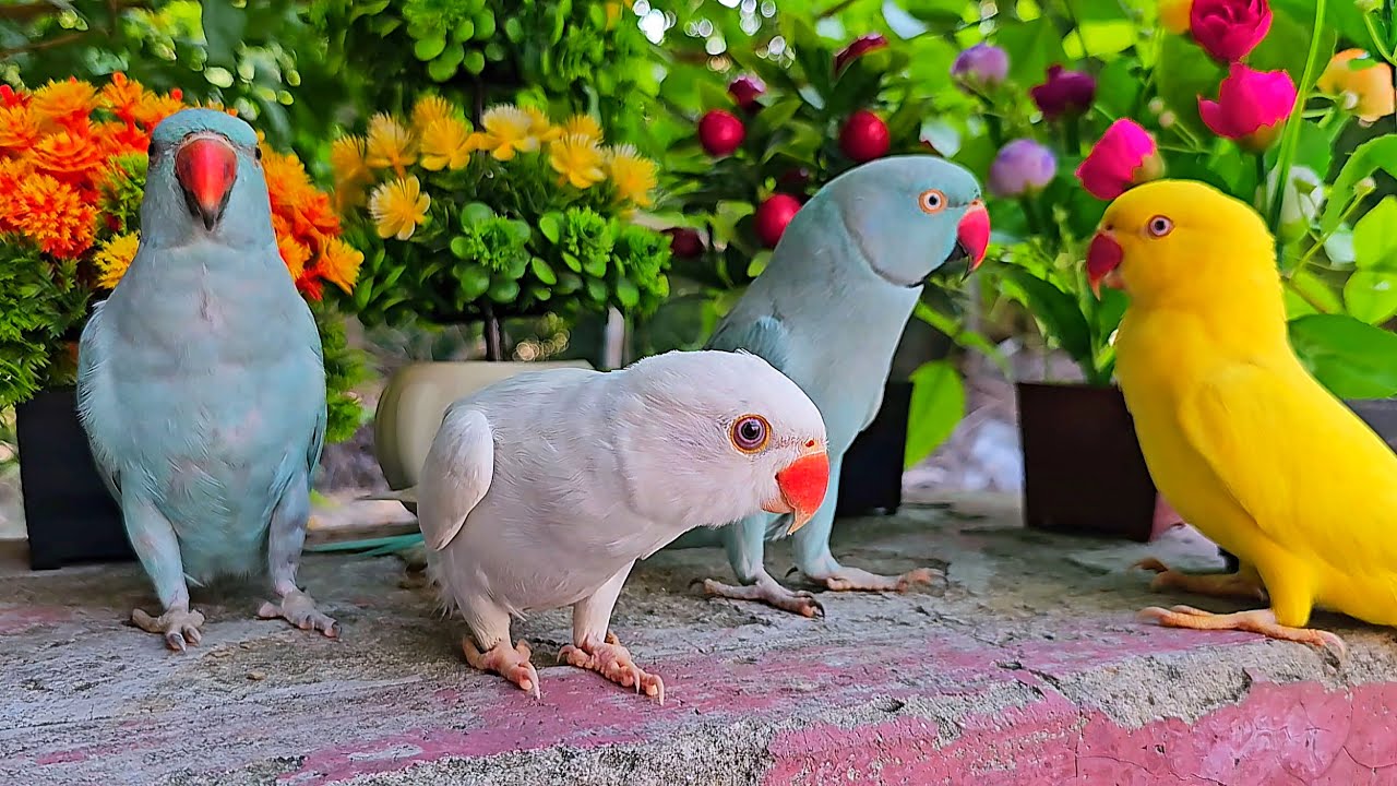Talking Birds Compilation Youtube
