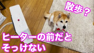 柴犬小春　ヒーターの前だとそっけない　メリケンパーク　４ＫHDR