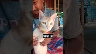 ও ঠান্ডা রে 😁😭😂 #shortsfeed #youtubeshorts #cat #animal #funny #funnysong #bengalisong