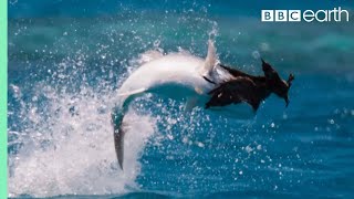 Fish Vs Bird | Blue Planet II | BBC Earth
